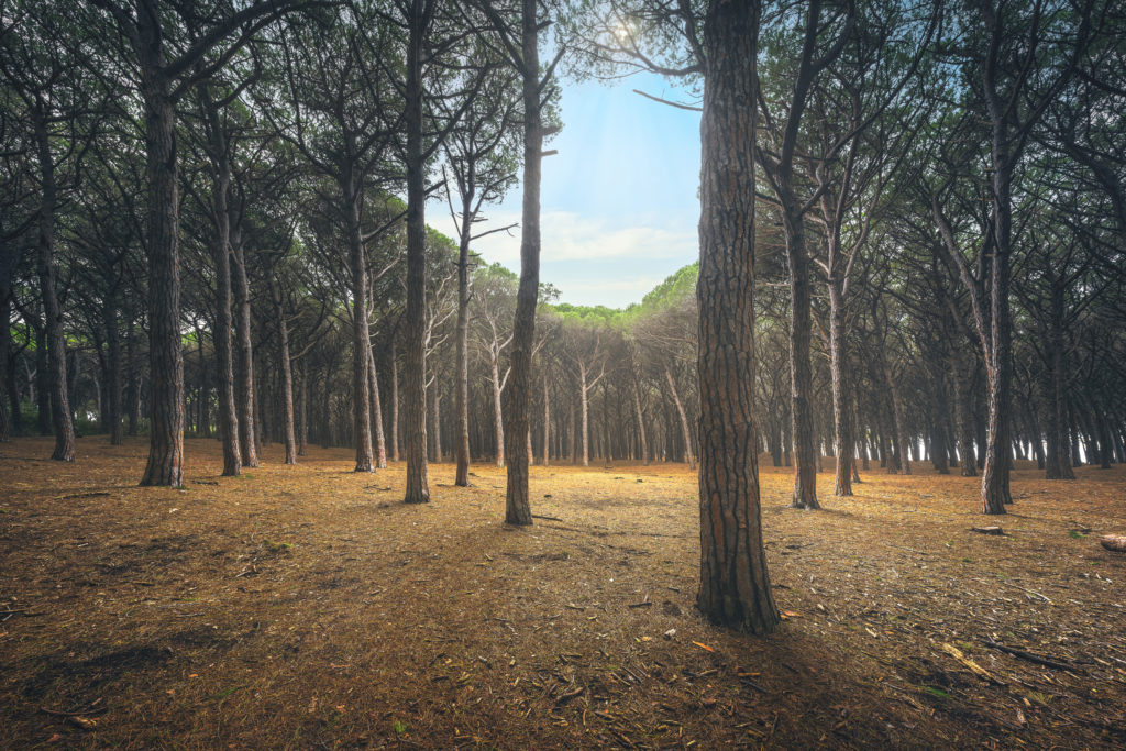 Pinewood forest. Marina di Cecina, Maremma Tuscany, Italy
