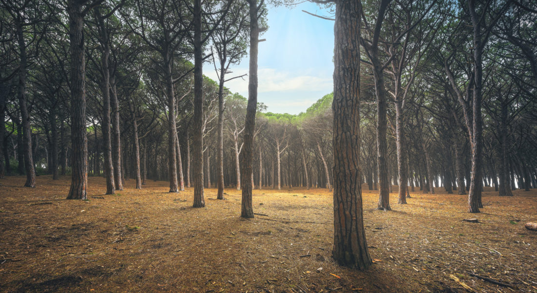 Sustainable Farming: Hemp vs. Pine Wood