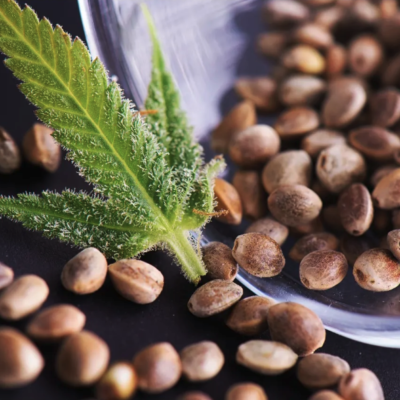 1 Kg Hemp seeds for planting