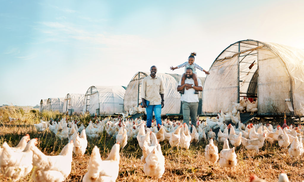Chicken Farm Hempauction