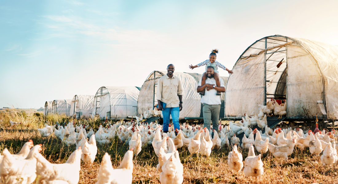 Revolutionizing Poultry Farming: Hemp bedding