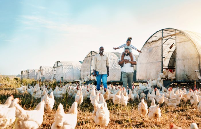 Freedom, gay couple and chicken with black family on farm for agriculture, environment and bonding Chicken Farm Hempauction