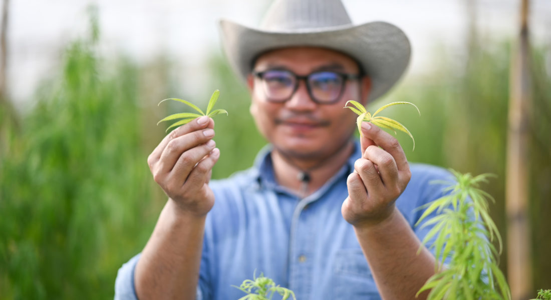 Hemp Farming Boosts Profitability for Small Farmers