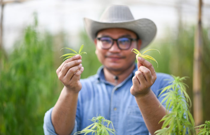 Young innovative farmer hands holding cannabis leave standing in greenhouse. Business agricultural cannabis farm. Young innovative farmer hands holding cannabis leave standing in